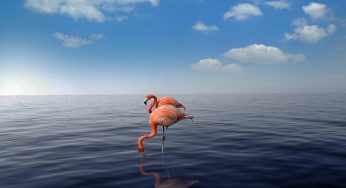 Aruba: Qué ver en la isla caribeña, playas y atracciones