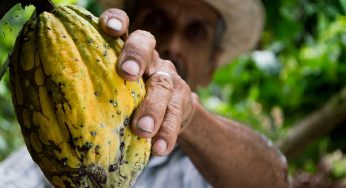 Perú, el viaje entre plantaciones de cacao