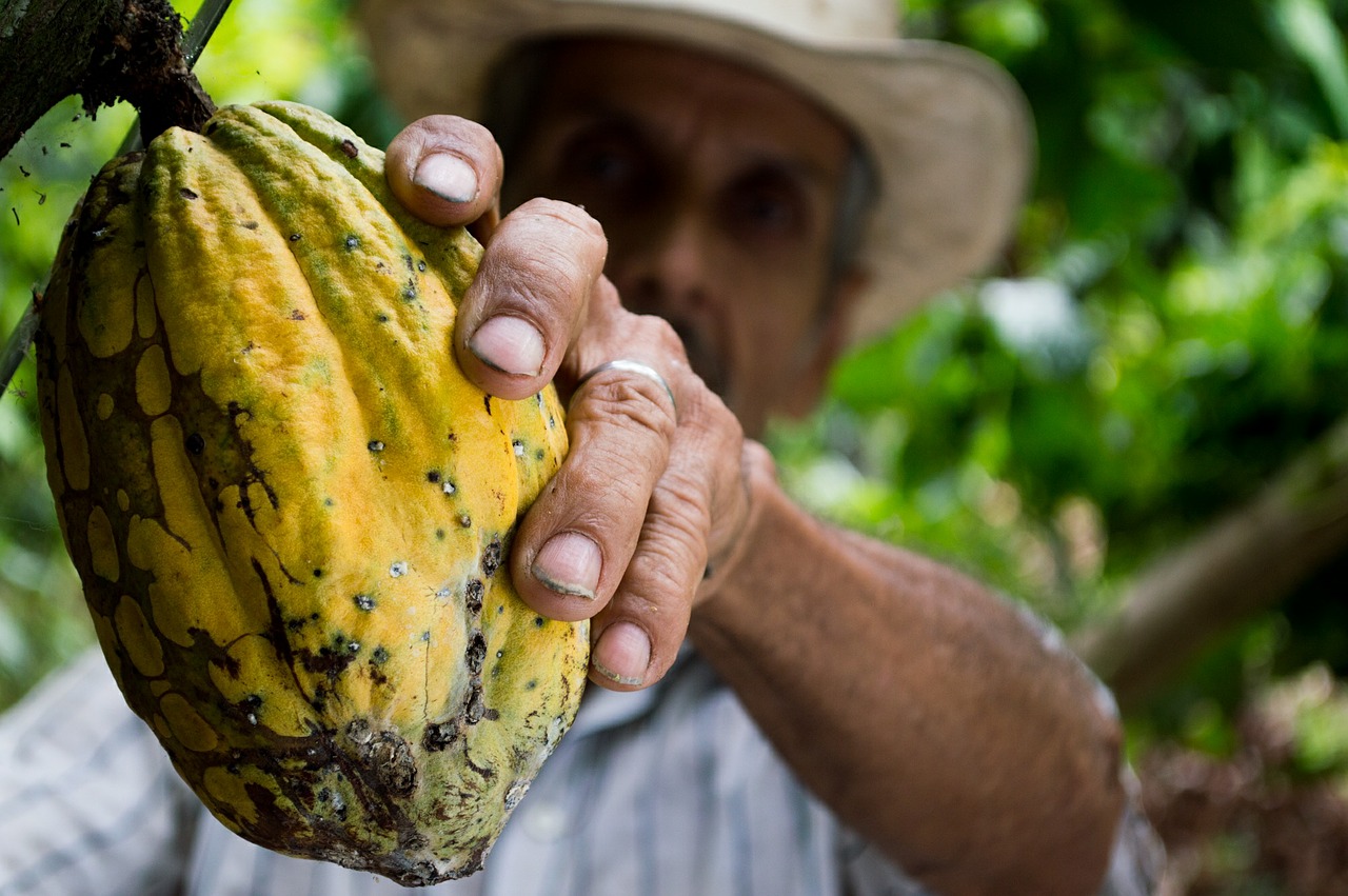 Plantaciones de cacao en Peru