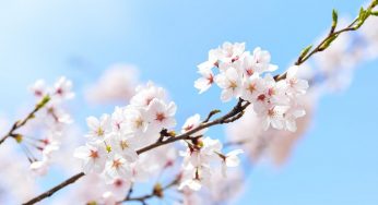 Flor de cerezo en Japón 2021: previsiones y fechas