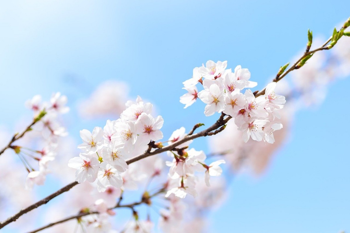 Prevision de La Flor del Cerezo Japon 2021