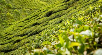 Yibin: la plantación de té más hermosa del mundo