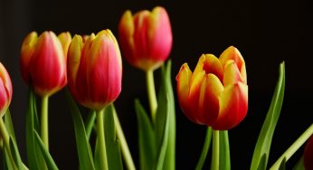 Campos de tulipanes en Lombardía