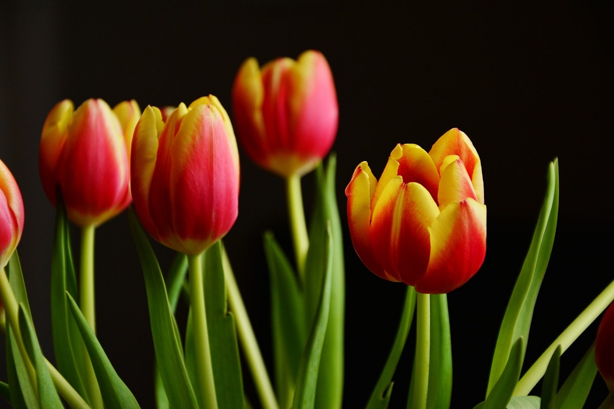 Campos de tulipanes en Lombardia