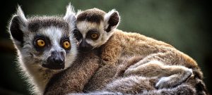 lemures 300x135