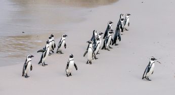 Cómo visitar la playa de los pingüinos en Sudáfrica