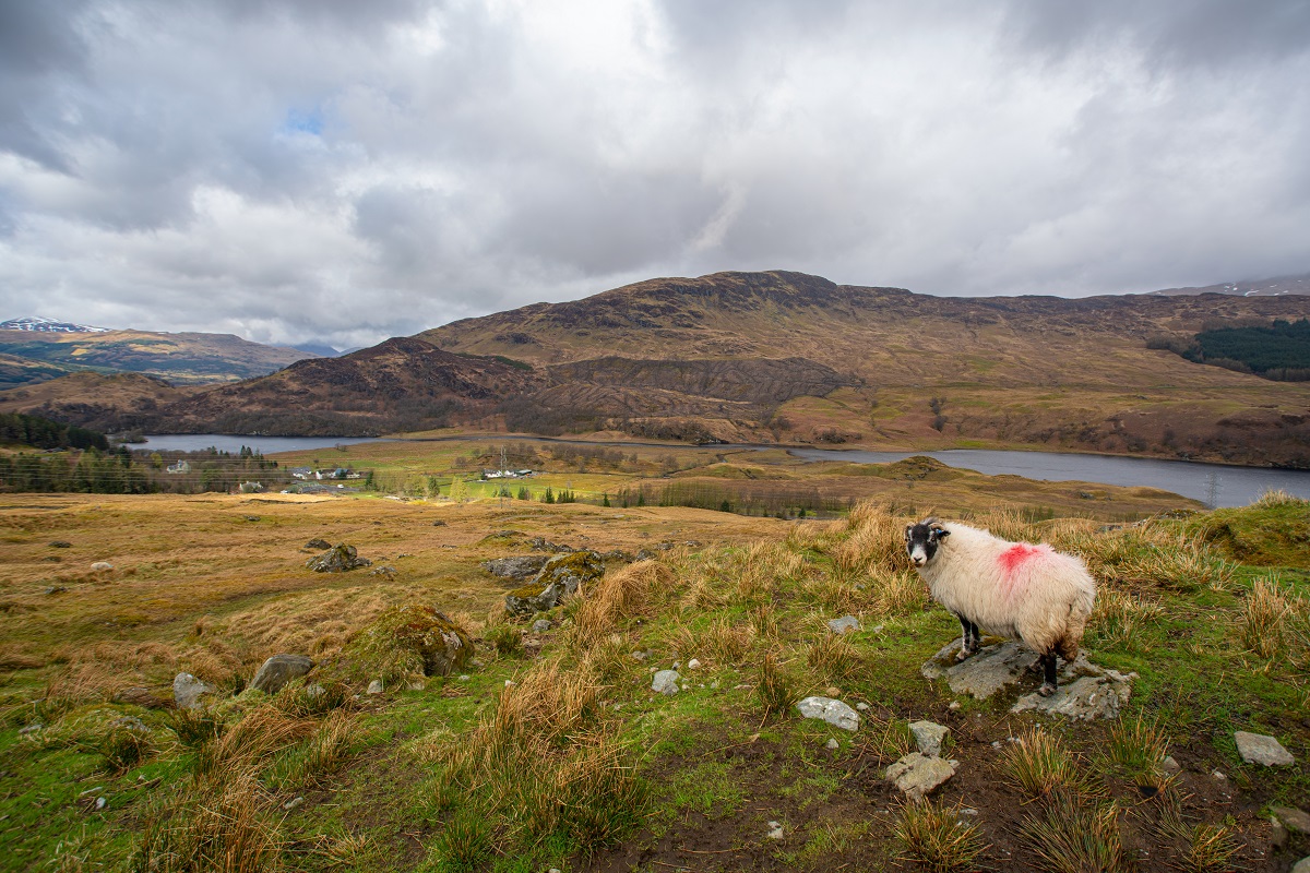 wester ross escocia