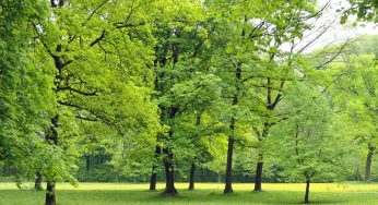 Los 10 parques nacionales más bellos de Alemania