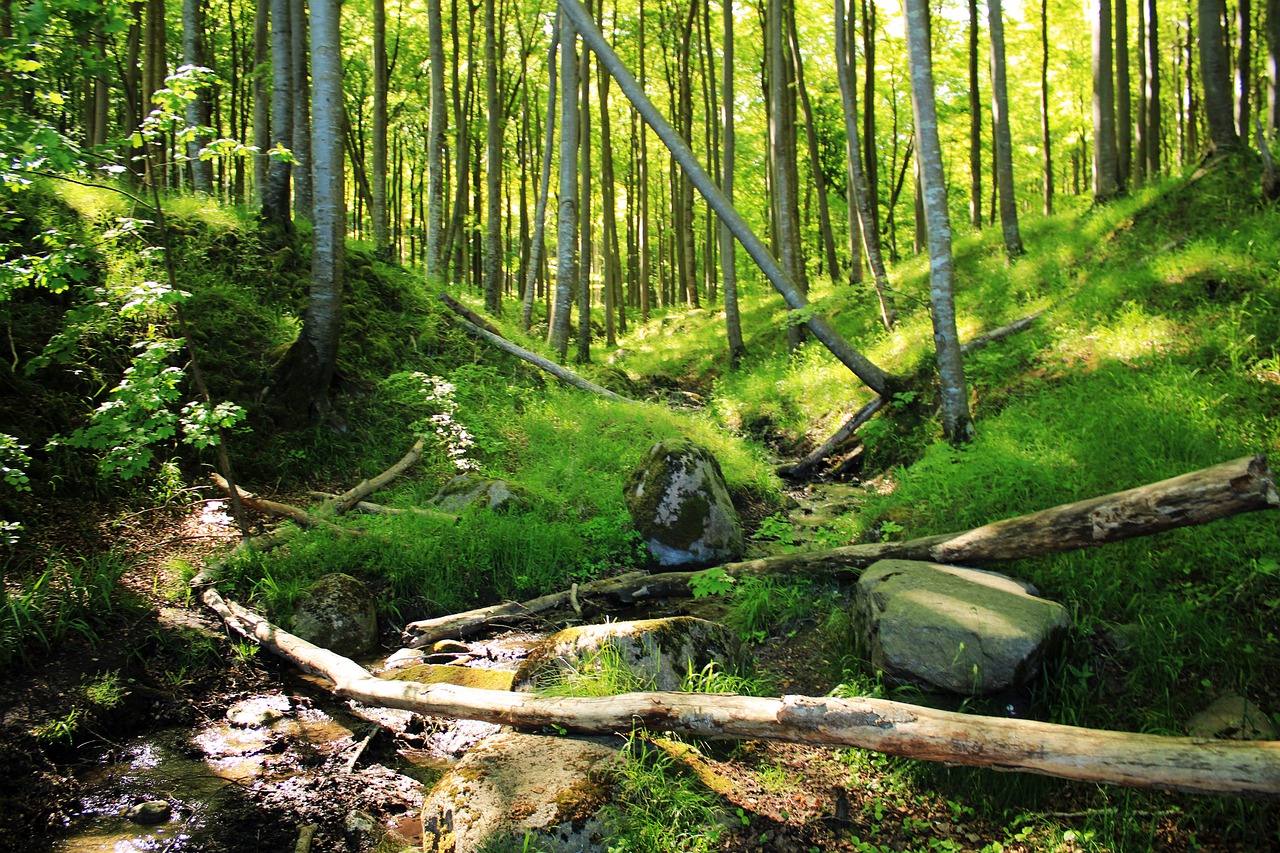 parque nacional jasmund