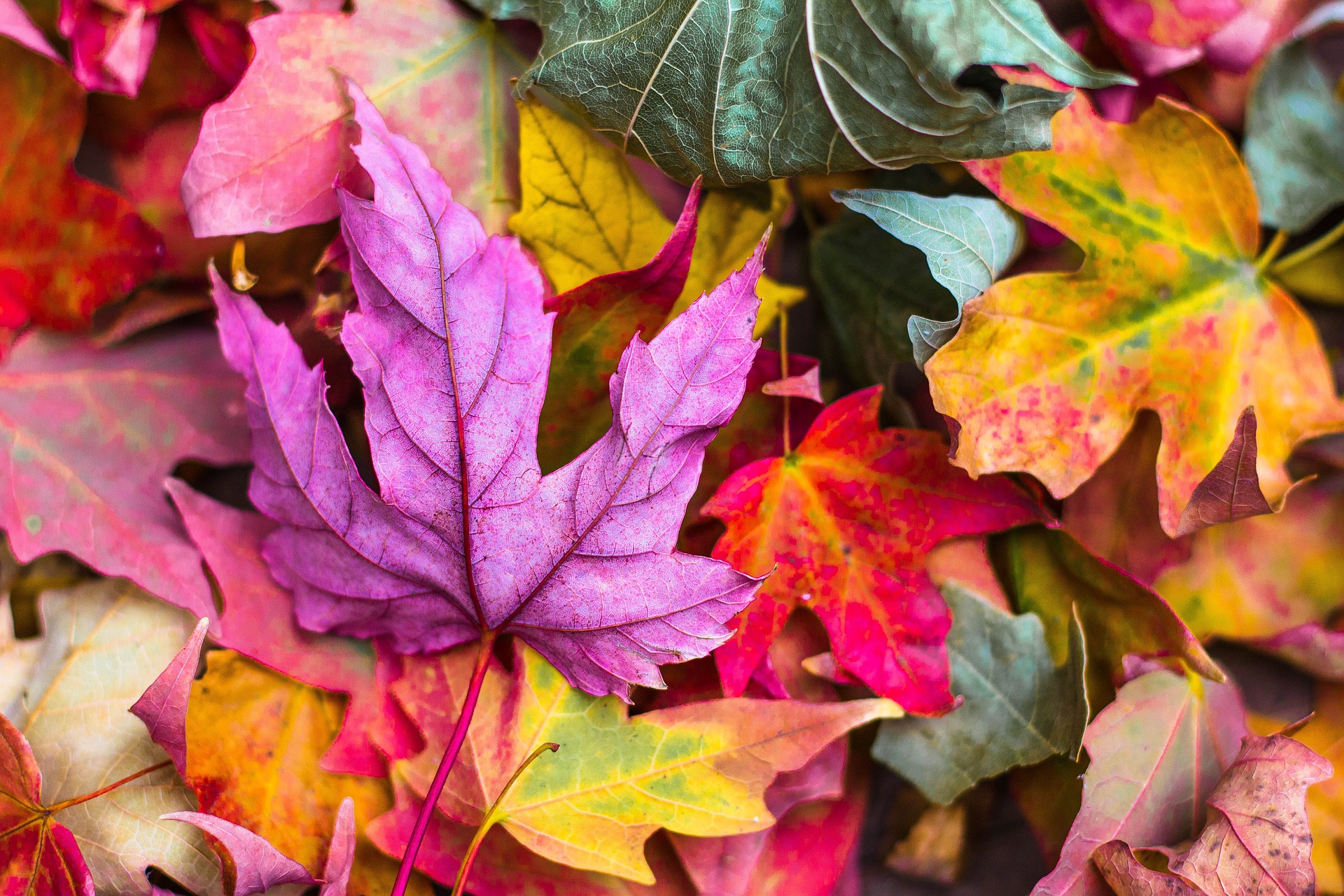 Follaje de otoño: lugares de cuento para verlo en Italia