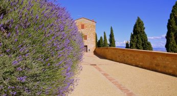 Lavanda en flor: dónde verla en Italia