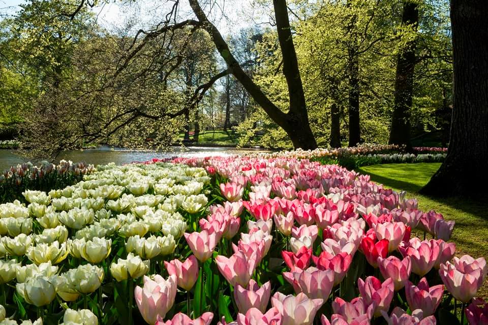 parque de keukenhof 2022