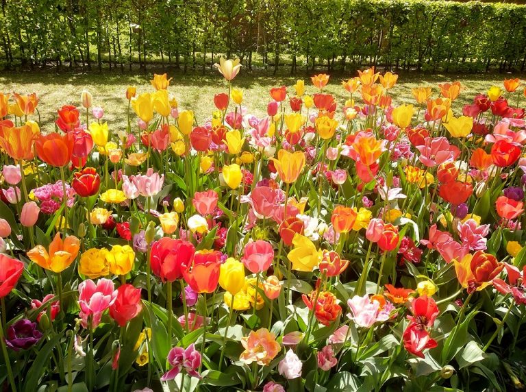 tulipanes en los jardines de keukenhof