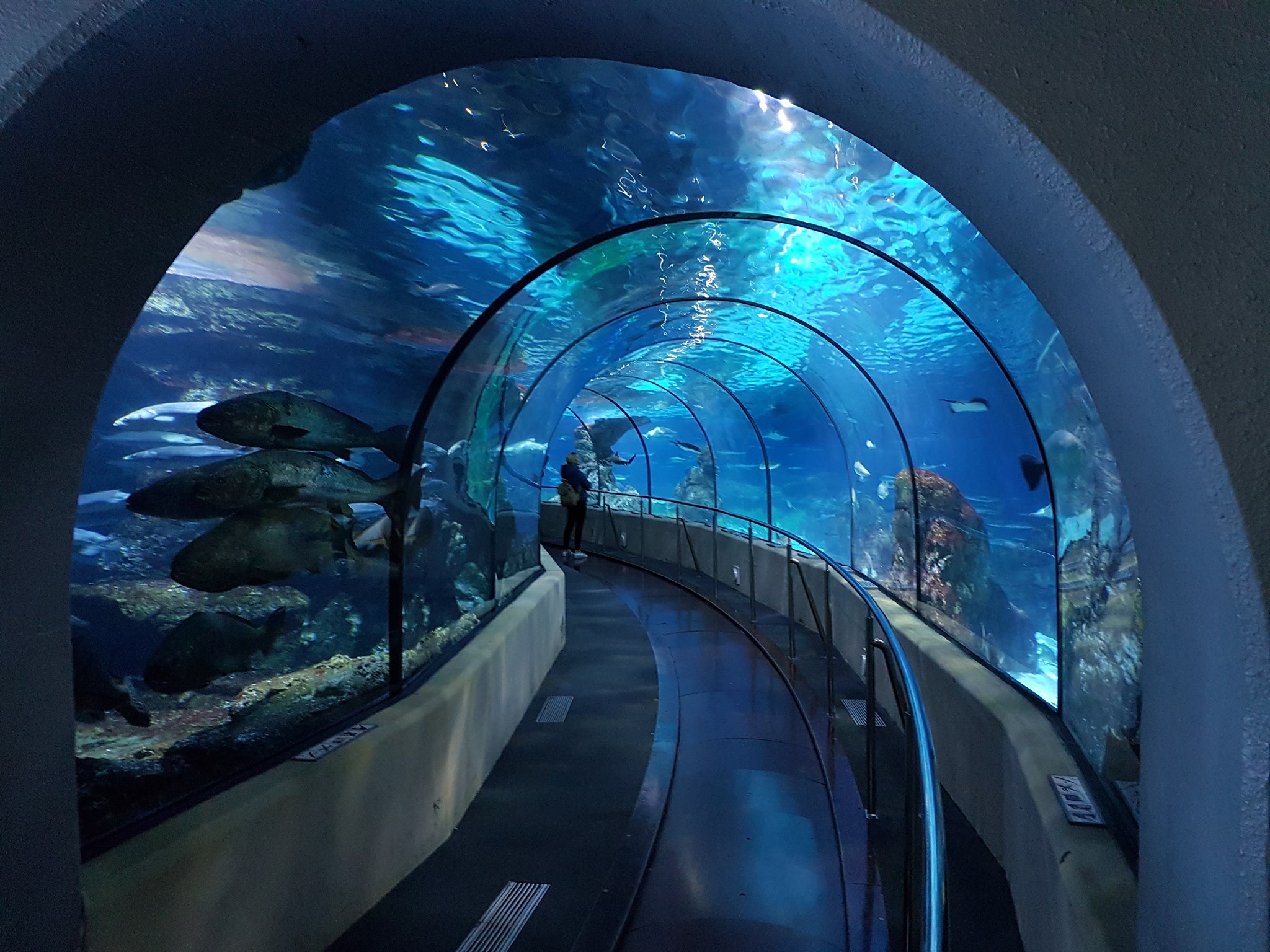 acquario di barcellona