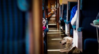 Cómo viajar con un perro en tren