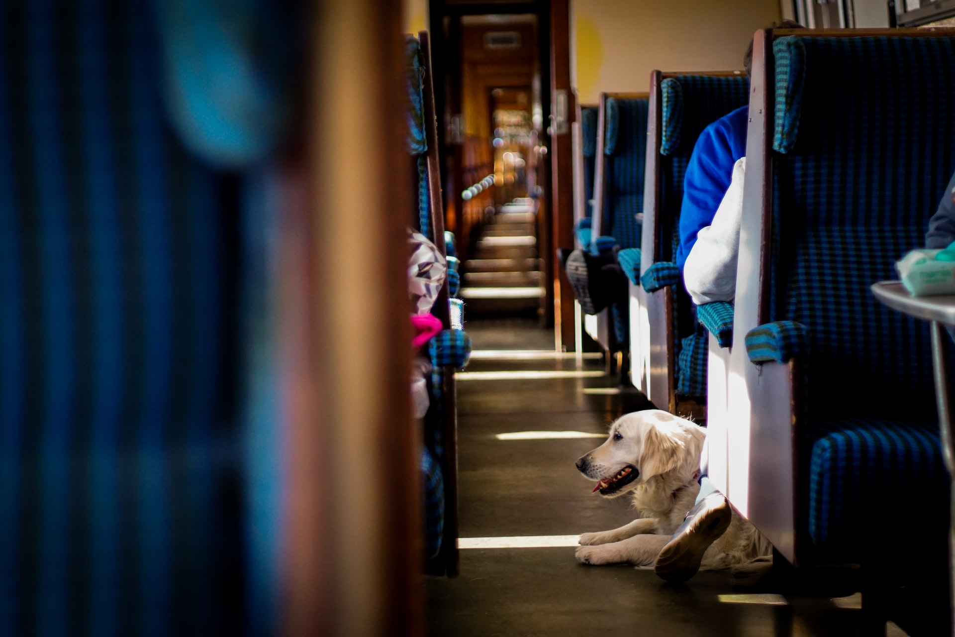 come viaggiare con un cane treno