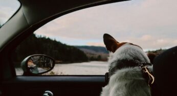 Viajar a la UE con mascotas: ¿qué hacer?